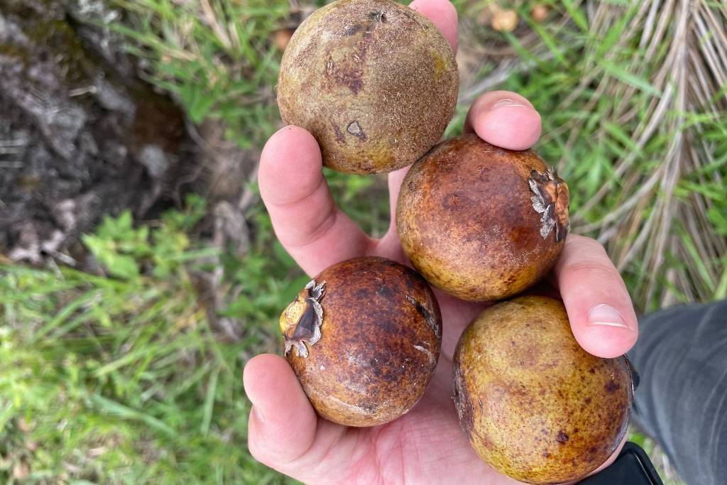 Indústria aposta na macaúba para produzir biocombustível verde
