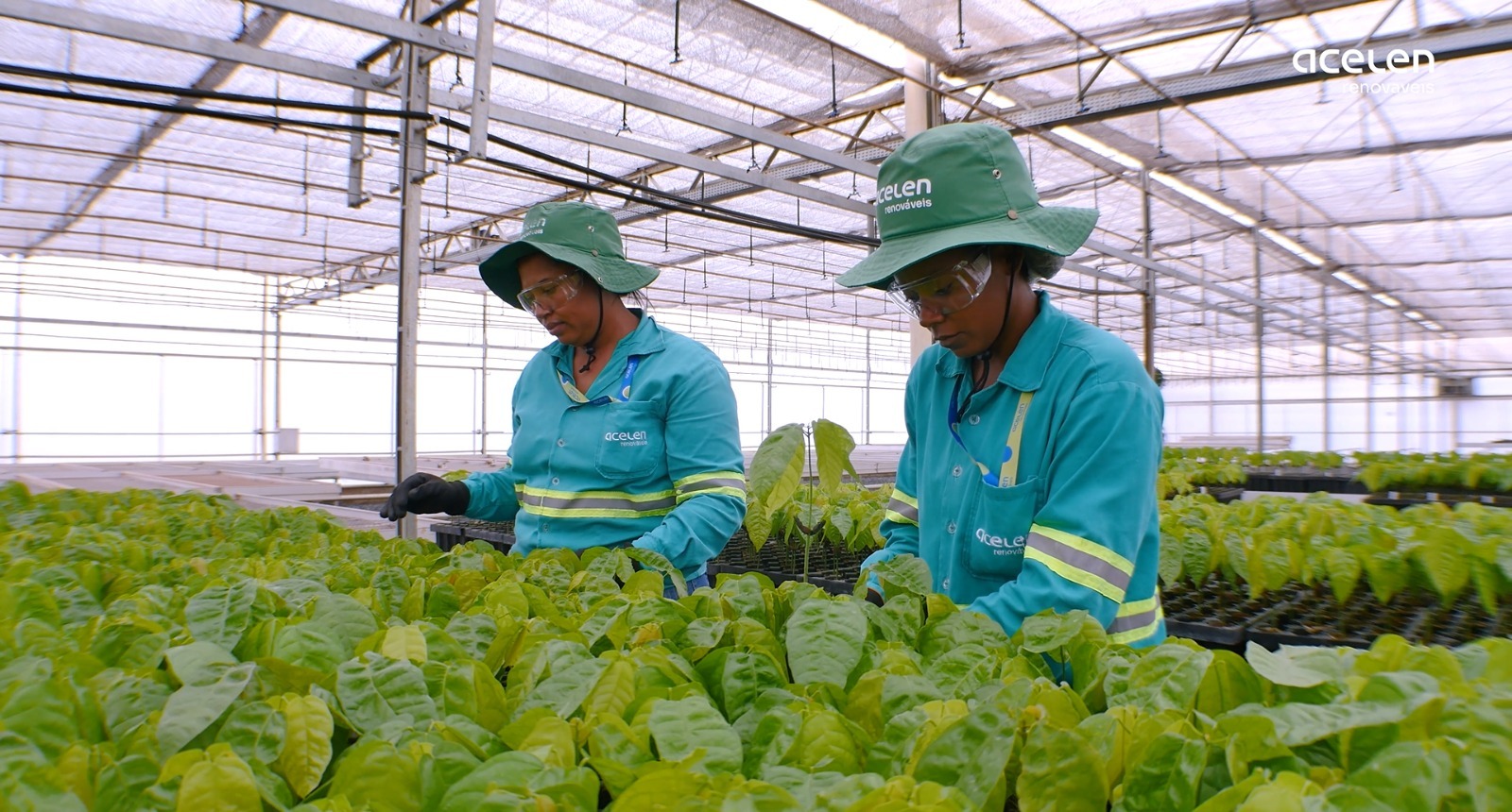 Acelen Renováveis e Dia Mundial da Água: cultivo da macaúba para produção de biocombustível é modelo de gestão hídrica